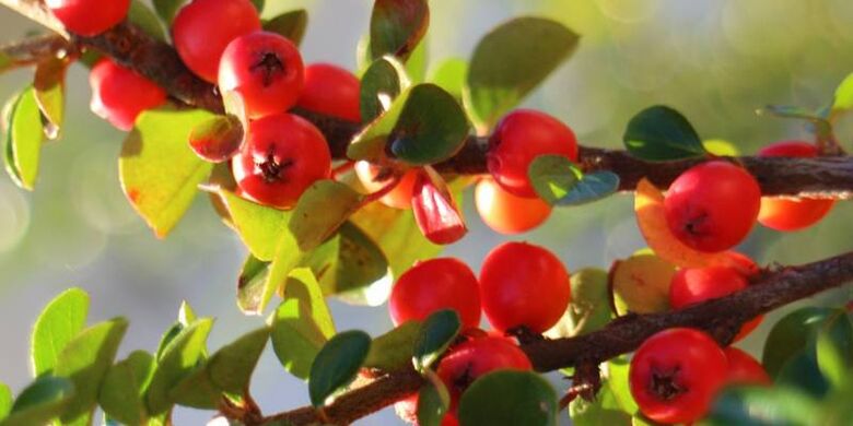 hawthorn pikeun ngaronjatkeun potency